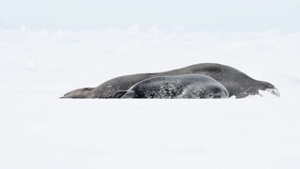 Weddell Seal with Baby Laying on the Ice