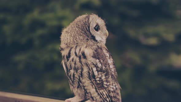 An Owl on a City Street in the Evening Waiting for Tourists