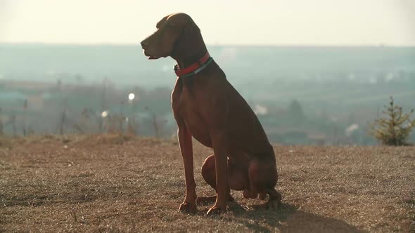 A Big Brown Great Dane Dog Sits on a Nature Background