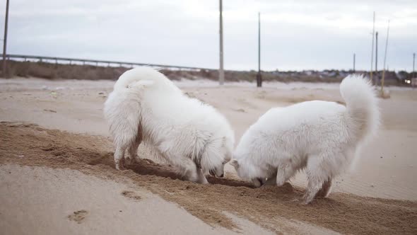 Two Cute Samoyed Dogs are Digging Sand on the Beach