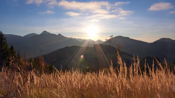 Dry Grass in Golden Light the Rays of the Sun Illuminate the Grass