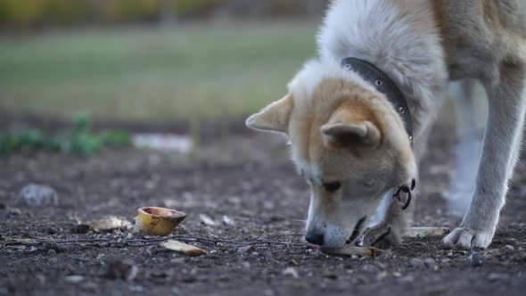 Akita Inu Gnaws a Bone Outdoors