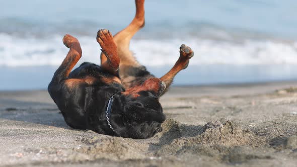 The Dog Somersaults the Beach Near the Sea