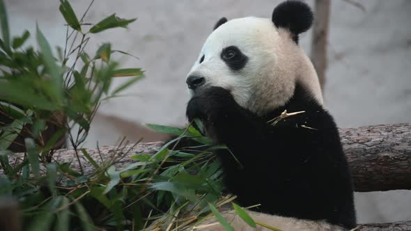 The Young Panda Eats, the Animal Eats the Green Shoots of Bamboo.