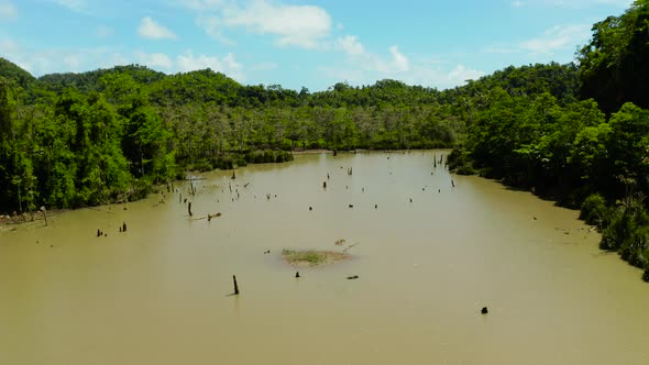 Marshland in the Rainforest