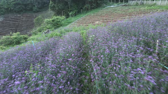 Low Fast Aerial Pushout of Purple Verbena Flower Field in Thailand