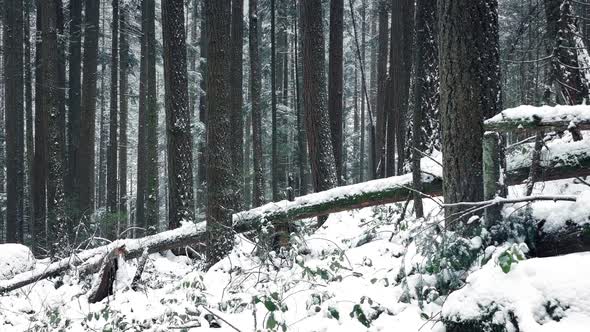 Passing Forest Slope Buried In Snow