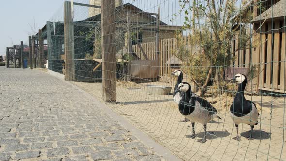 Barnacle Goose in a Private Zoo Outdoors. Black Geese Behind the Fence. Branta Leucopsis