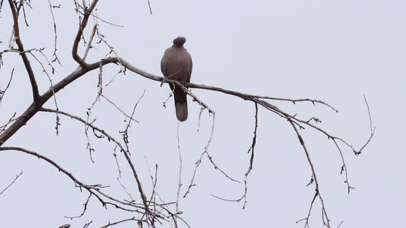 Ring necked dove preening on a branch in winter 4k.