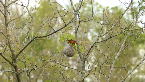 Orange and black birds flies into the scene to peck at a nest in the middle of the thicket.