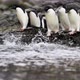 Penguins jumping into water - VideoHive Item for Sale