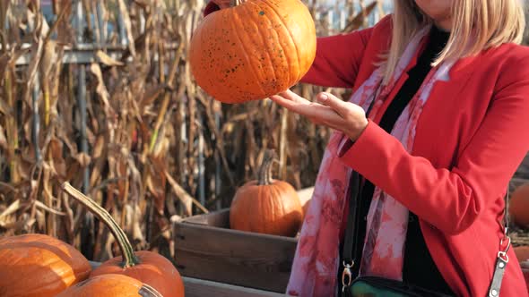 Young Girl Chooses a Pumpkin for Halloween