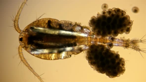Copepoda Under the Microscope