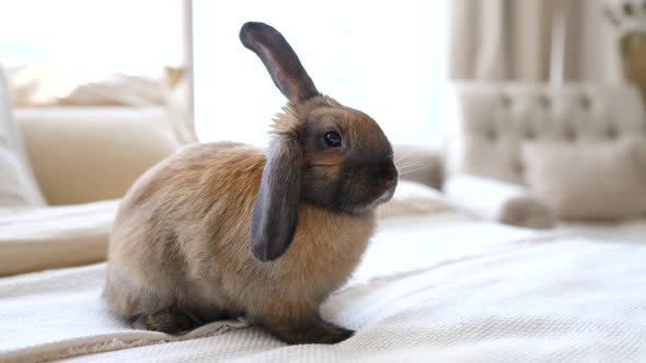 Cute Domestic Rabbit Sitting On Bed In Bedroom