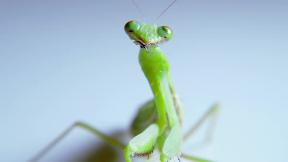 Soft Closeup Shot of a Vietnamese Praying Mantis Dangling From a Stem of Green Grass Preparing to