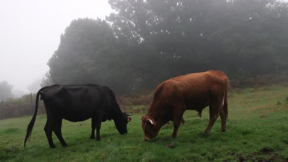 Cows eating grass in a foggy forest