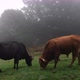 Cows eating grass in a foggy forest - VideoHive Item for Sale