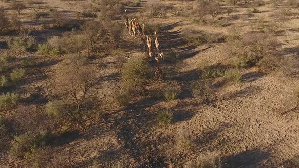 Aerial View Of Giraffes