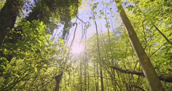 Top of Trees in Forest and Bright Sun Glare Against the Sky