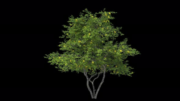 Citrus Lemon Tree Isolated alt