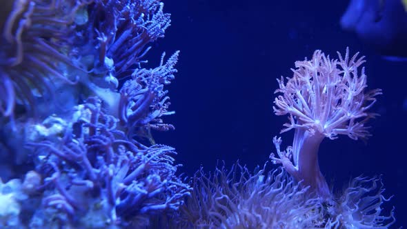 Soft Corals in Aquarium. Closeup Anthelia and Euphyllia Corals in Clean Blue Water. Marine