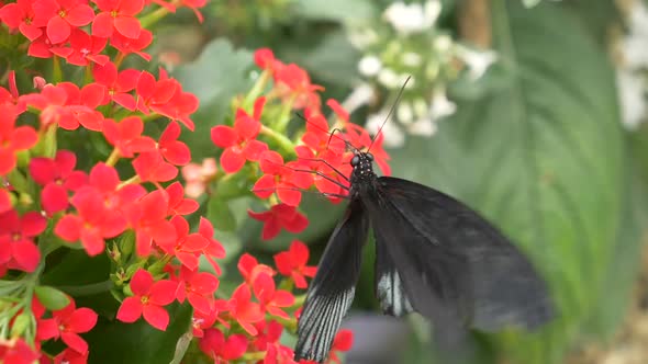 Macro shot of Scarlet Mormon Butterfly with black wings and white stripes drinking nectar of red blo