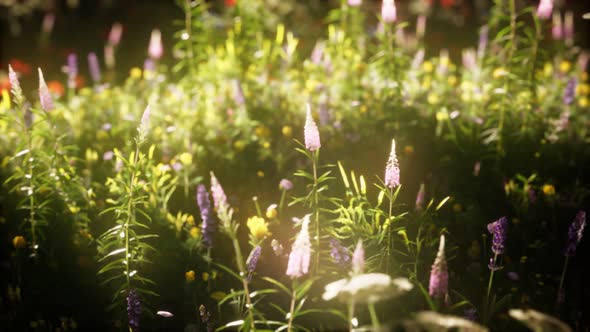 Wild Flowers in the Field alt