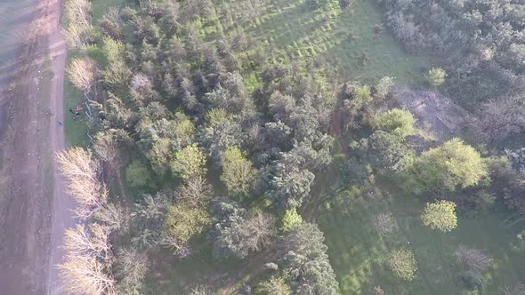 Trees and Green Meadow Aerial