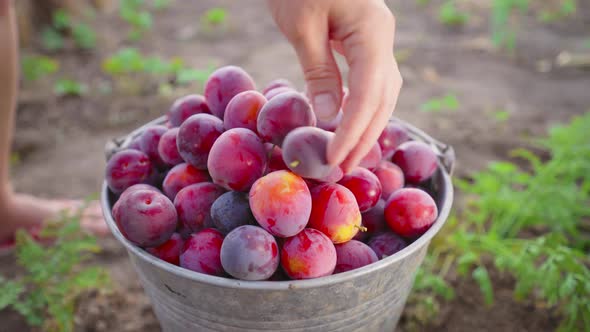 Farmer harvests plums. The farmer's hands put fruit in the bucket