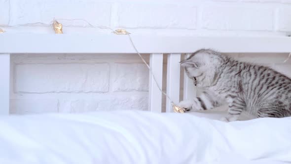 Cat Breaks Christmas Decorations Little Curious Funny Striped Scottish Fold Kitten Cat Throws Off