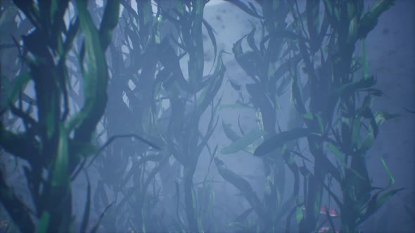 Underwater Grass Forest of Seaweed