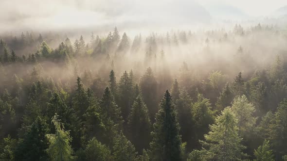 Fog in the forest