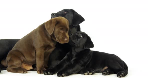 Brown and black Labrador Retriever, Bitch and Puppies on White Background, Normandy, Slow Motion 4K