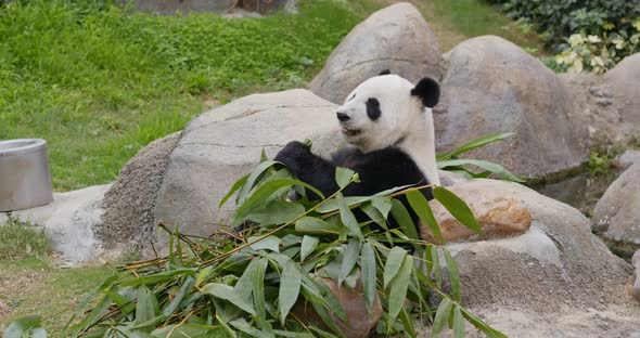 Panda eat bamboo at zoo park