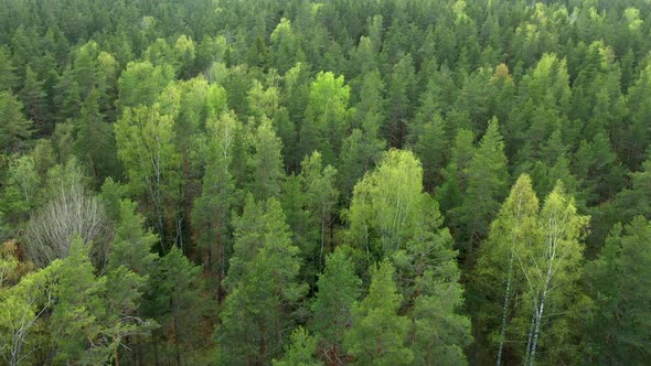 Drone flight above Forest