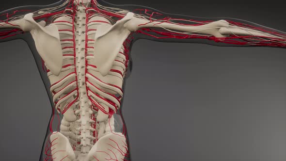 Blood Vessels of Human Body alt