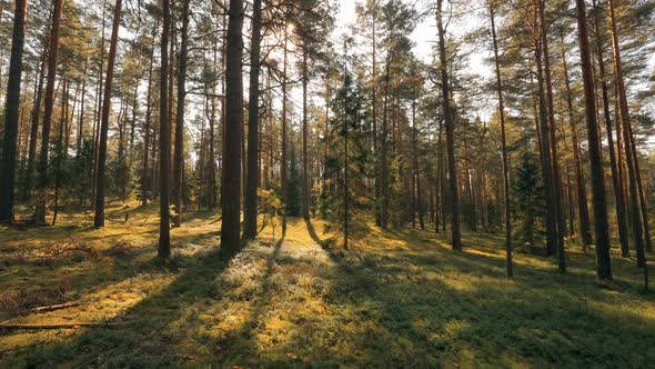 Beautiful Sunset Sun Sunshine In Sunny Summer Coniferous Forest