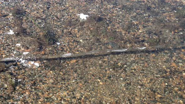 Thick Floe Glassy Ice on Frozen Water Surface in Winter