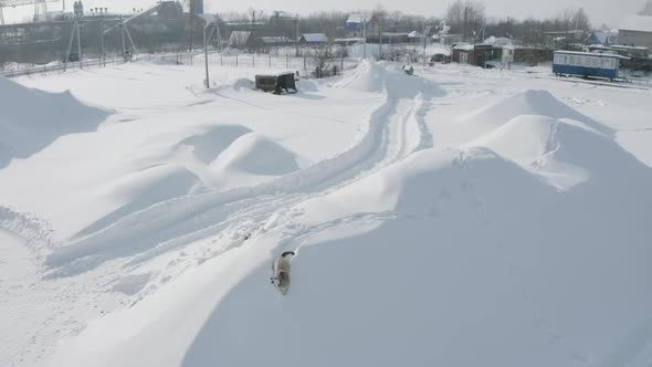 A dog protecting industrial city zone and barking at drone