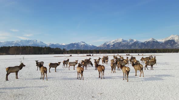 Herd of Elks Cervus Elaphus Sibiricus Grazing in Winter with Mountains at Background