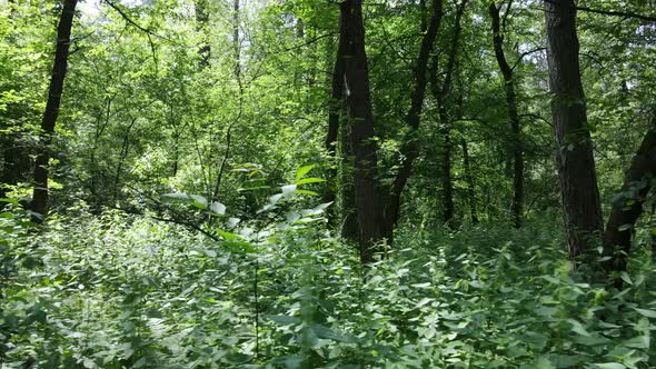 Beautiful Green Forest on a Summer Day Slow Motion