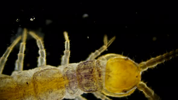 Centipede Lithobius Forfatus, a Predator in the Forest, in the Forest Floor, Under a Microscope