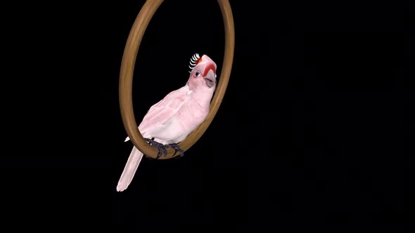 Pink Parrot - Mitchell's Cockatoo - Talking and Swinging Loop - Alpha Channel