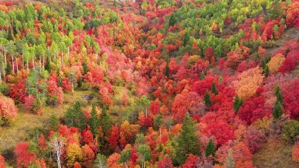 Flying over a forest with the trees turning their fall colors