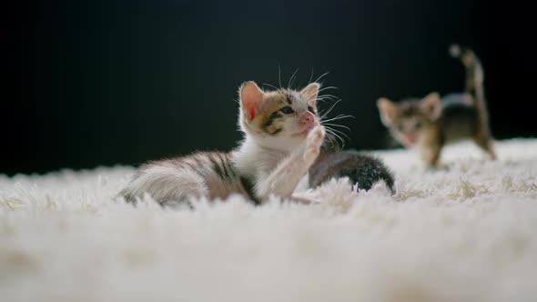 Cute Kittens at 30 Days Old on a White Carpet