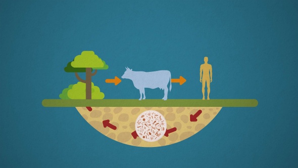 Ecosystem Nutrient Cycle