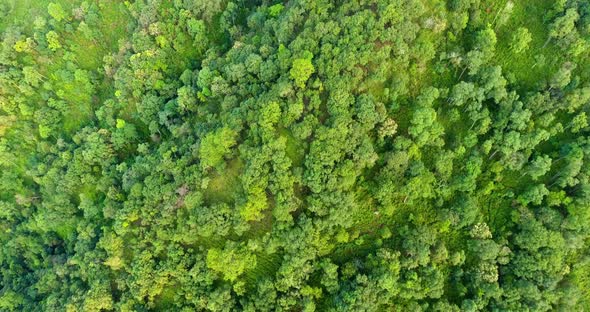 Top View of Mountain and Forest