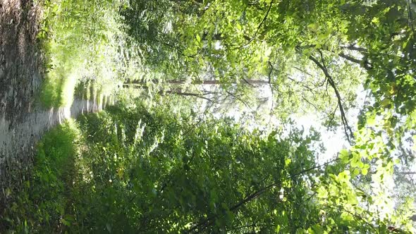 Vertical Video of a Beautiful Forest in Summer