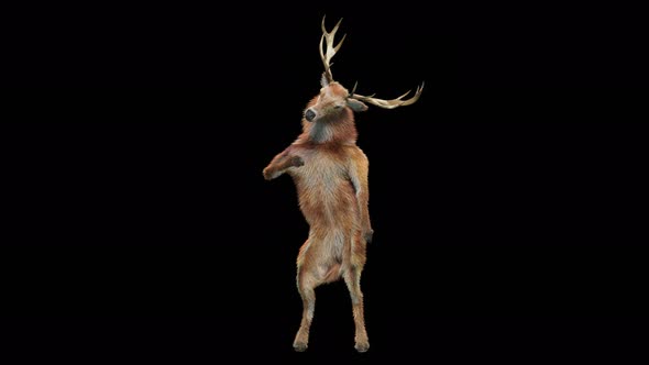 41 Deer Dancing 4K