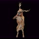 41 Deer Dancing 4K - VideoHive Item for Sale